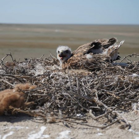 Житель Мангистау сфотографировал птенца степного орла