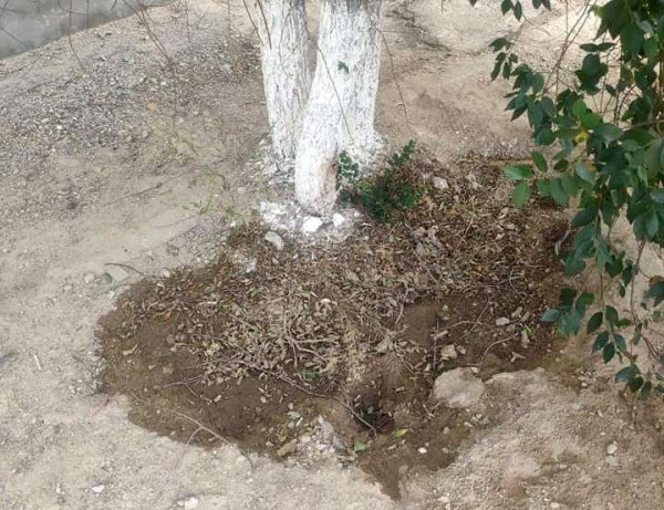 Показуха. Эколог раскритиковал власти Актау за ситуацию с поливом