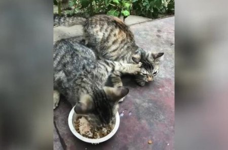 Пушистая жадина: эпичная борьба котенка за корм попала на видео