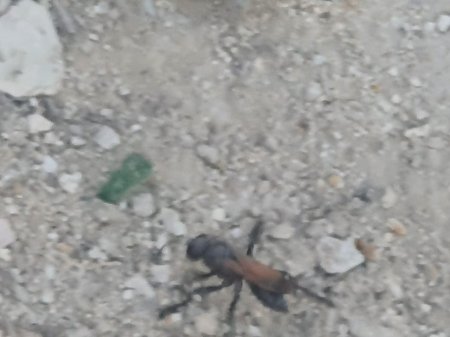 Что за зверь? ВИДЕО