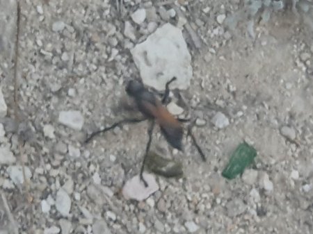 Что за зверь? ВИДЕО