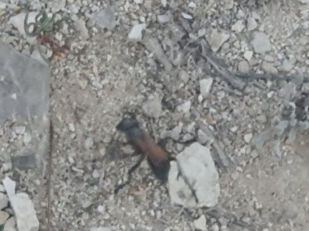 Что за зверь? ВИДЕО