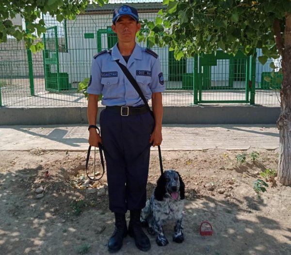 «Детектив» помог обнаружить мужчину с марихуаной в Жанаозене