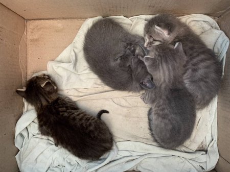 Котята ищут заботливых хозяев