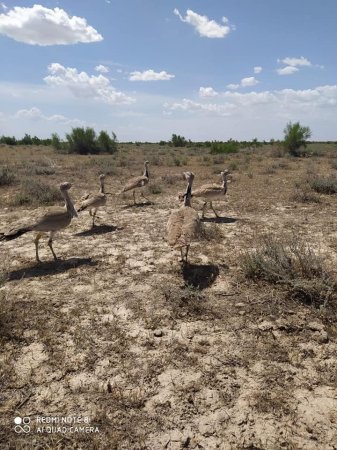 В дикую природу Мангистау выпустили особей дроф-красоток