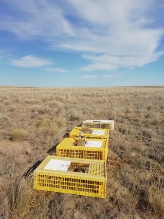 В дикую природу Мангистау выпустили особей дроф-красоток