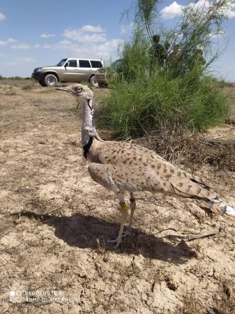 В дикую природу Мангистау выпустили особей дроф-красоток