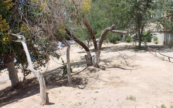 Два ведра для акима! Власти Актау не способны организовать полив деревьев в микрорайонах города? Два ведра для акима! Власти Актау не способны организовать полив деревьев в микрорайонах города?