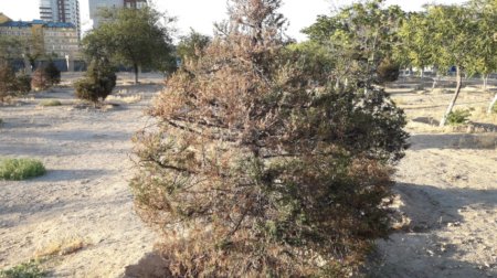 Надоевшая тема: засушили  и забыли