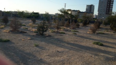 Надоевшая тема: засушили  и забыли