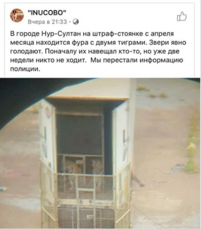Изнуренных голодом тигров обнаружили на штрафстоянке в Нур-Султане