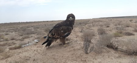 Красавец ВИДЕО