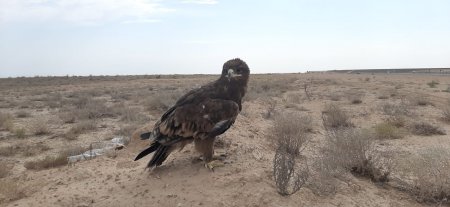 Красавец ВИДЕО