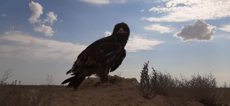 Красавец ВИДЕО