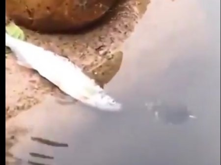 Черепаха спасла умирающую на суше рыбу и попала на видео