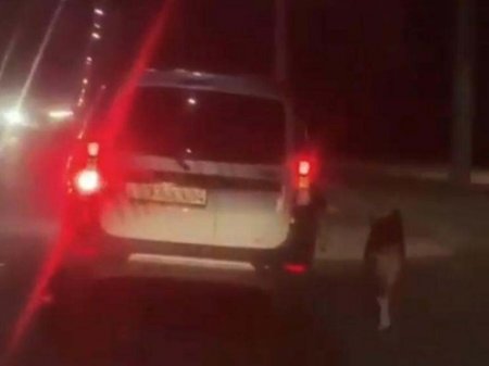 Житель Павлодара выгуливал собаку, не выходя из авто