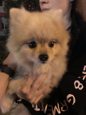 Нашли собаку!