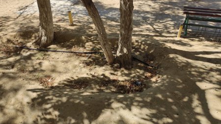 Проложили и «забили»! В Актау провели систему капельного полива одноразового использования