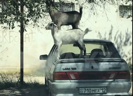 Козлы в Мангистау ваще офигели...