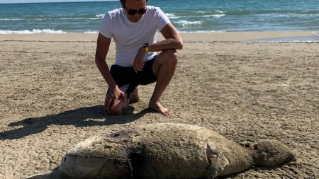 На берегу Каспия обнаружен убитый тюлень