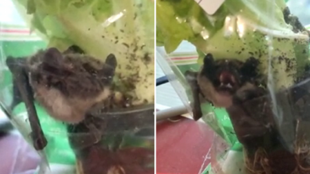 Летучая мышь оказалась в пакете из супермаркета Костаная