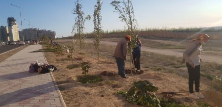 Акимат Актау: Внезапная посадка деревьев не связана с приездом высокопоставленных чиновников