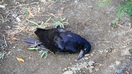 Петропавловск усыпан мёртвыми птицами