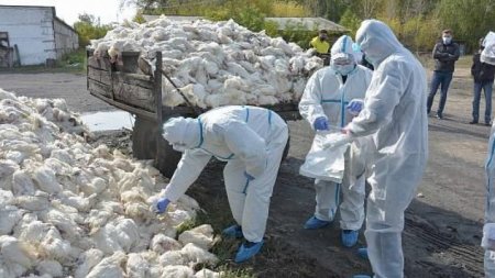 Названа причина вспышки птичьего гриппа на севере Казахстана