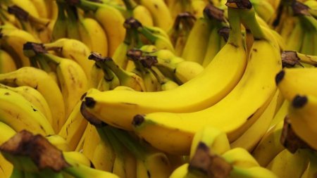 Мир может остаться без бананов