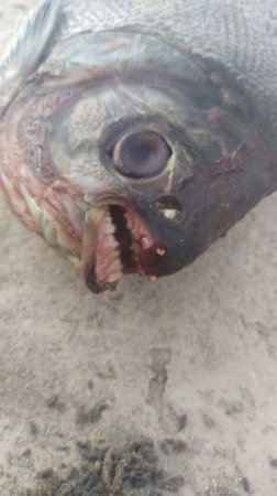В Шымкенте выловили рыбу с человеческими зубами