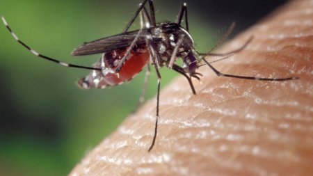 В Турции нашли особо опасных комаров