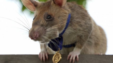 Гигантскую крысу наградили медалью за храбрость