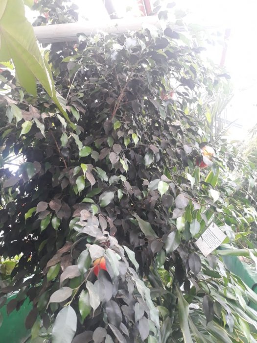 В теплице сельской школы Мангистау выращивают овощи и пальмовые деревья