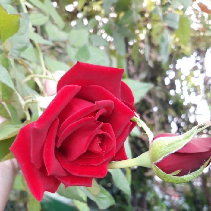 В теплице сельской школы Мангистау выращивают овощи и пальмовые деревья