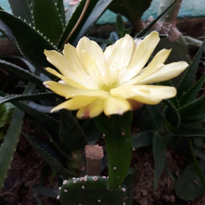 В теплице сельской школы Мангистау выращивают овощи и пальмовые деревья