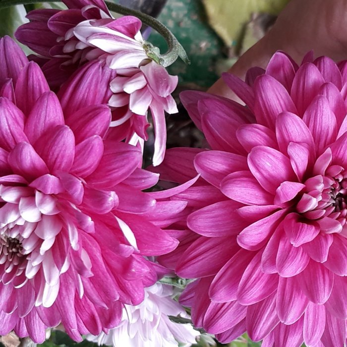 В теплице сельской школы Мангистау выращивают овощи и пальмовые деревья