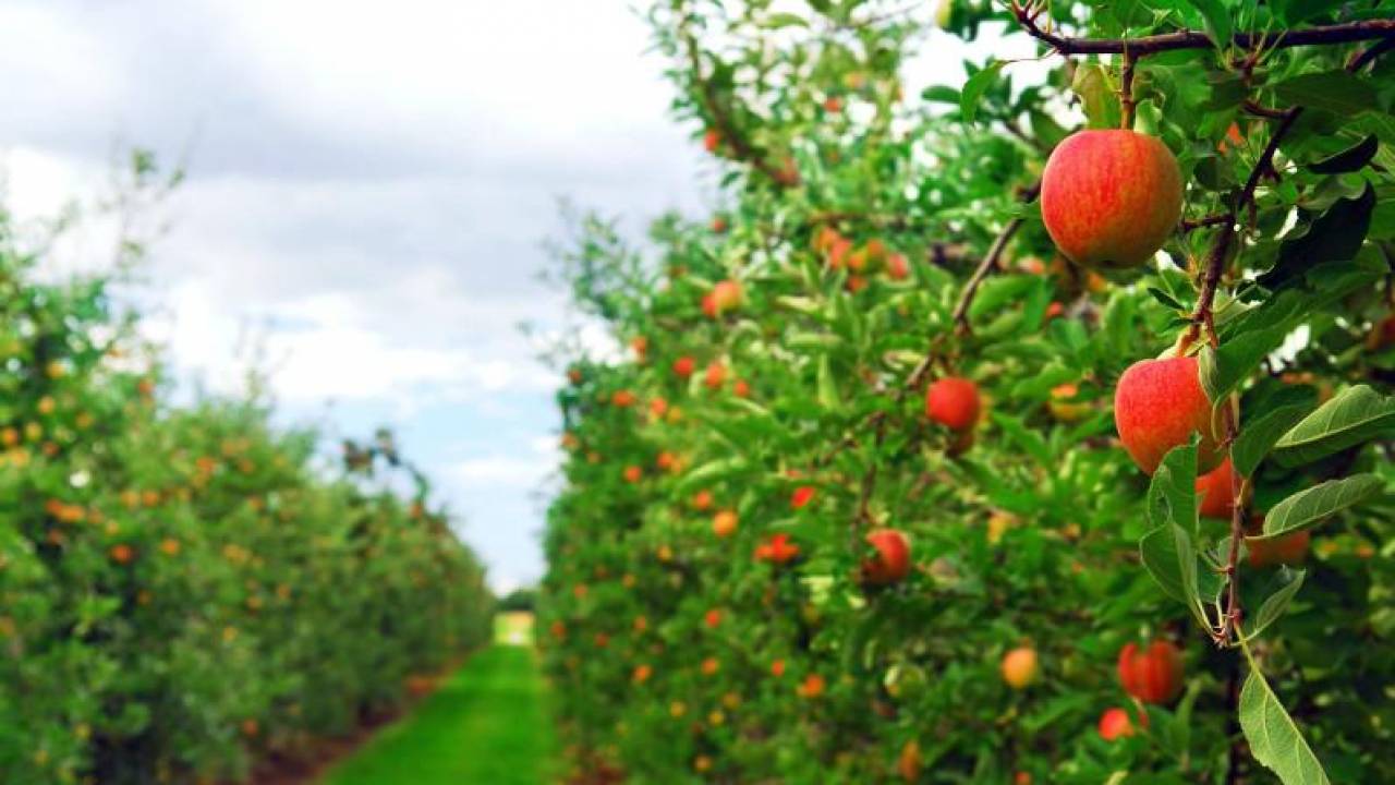 В Алматы вырубают яблоневые сады