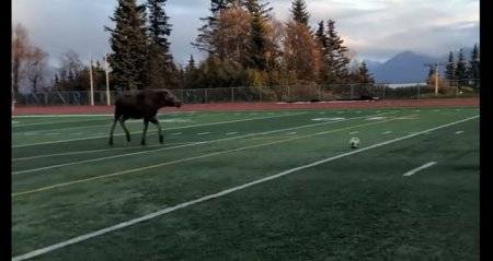 Сохатый матч: лось играет с людьми в футбол