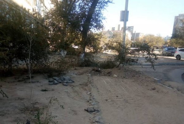 Деревья в Актау хотят сравнять с землей