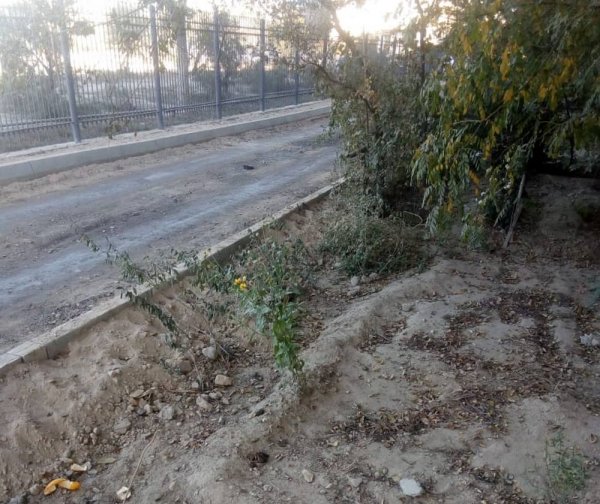 Деревья в Актау хотят сравнять с землей