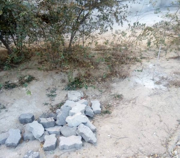 Деревья в Актау хотят сравнять с землей