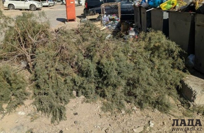 Уничтожим всё живое! По указанию работника ПКСК в Актау выкорчевали многолетние кустарники