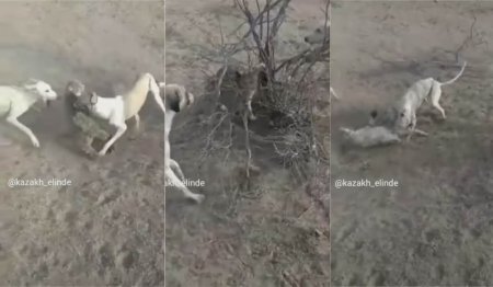 Видео жестокой охоты на степного кота появилось в Сети