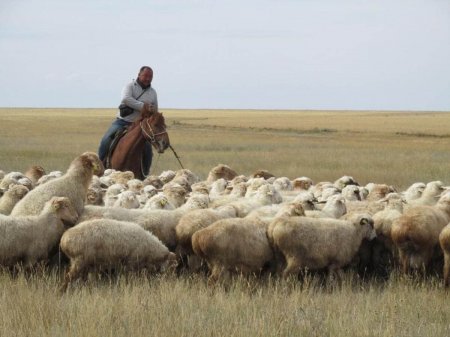 Пастухов из-за рубежа зовут на работу в Казахстан