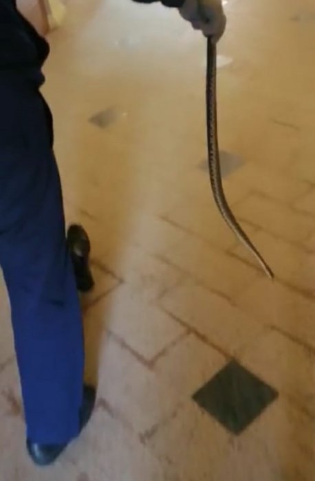 Не только пожары тушим! В Актау спасатели ловили змею и летучую мышь