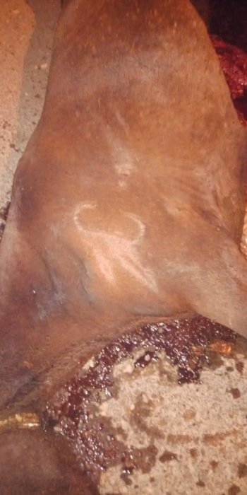 В Актау мать погибшего от столкновения с лошадью мотоциклиста пожаловалась на ход расследования ДТП