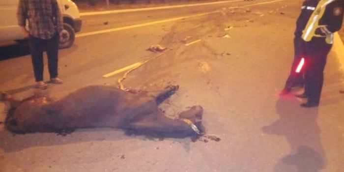 В Актау мать погибшего от столкновения с лошадью мотоциклиста пожаловалась на ход расследования ДТП