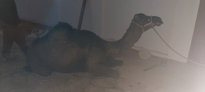 Пожарные Мангистау спасли провалившегося в септик верблюда