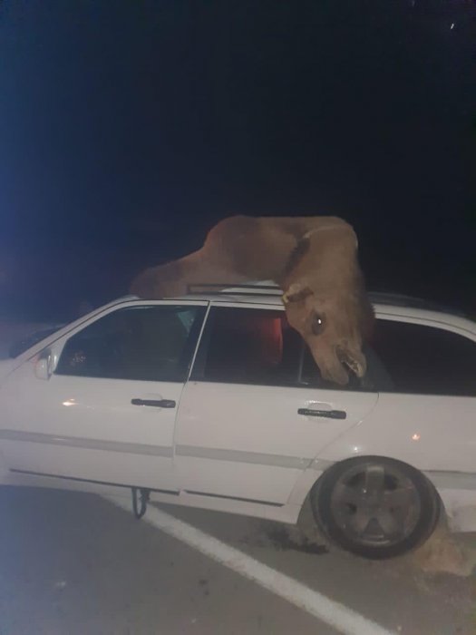 В Мангистау в результате столкновения автомобиля с верблюдом погибла женщина