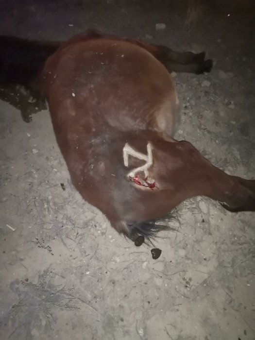 Водитель сбил лошадей на трассе Актау-Курык